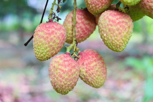 tasty and healthy litchi bunch in farm for harvest and sell