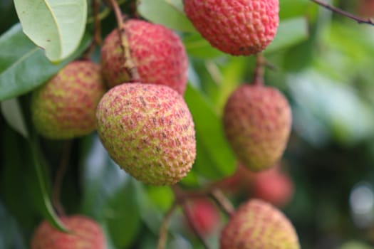 tasty and healthy litchi bunch in farm for harvest and sell