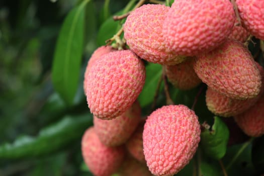 tasty and healthy litchi bunch in farm for harvest and sell