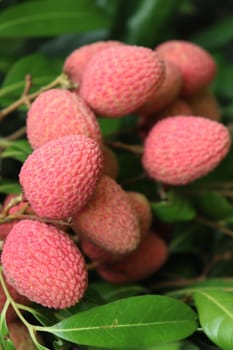 tasty and healthy litchi bunch in farm for harvest and sell