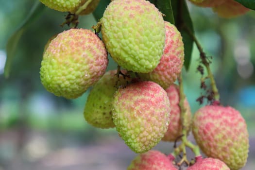 tasty and healthy litchi bunch in farm for harvest and sell