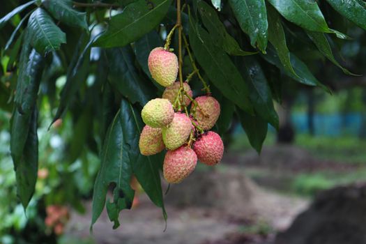 tasty and healthy litchi bunch in farm for harvest and sell