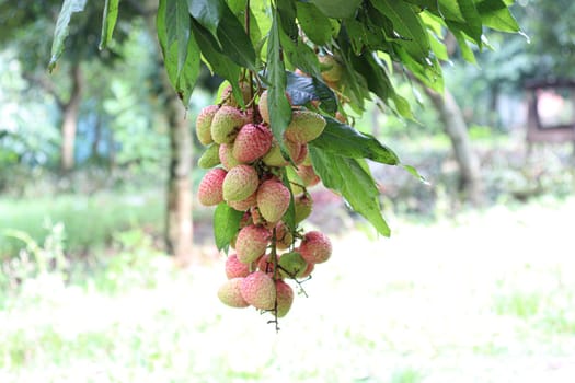 tasty and healthy litchi bunch in farm for harvest and sell