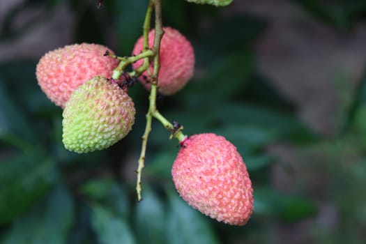 tasty and healthy litchi bunch in farm for harvest and sell