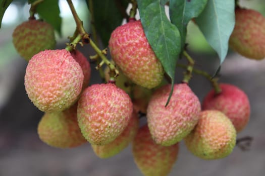 tasty and healthy litchi bunch in farm for harvest and sell