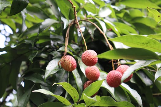 tasty and healthy litchi bunch in farm for harvest and sell