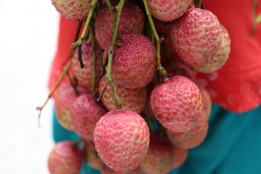 tasty and healthy litchi bunch in farm for harvest and sell