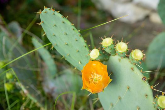 Closeup of the yellow flower of the Eastern Prickly Pear Cactus.