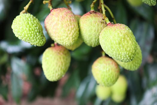 tasty and healthy litchi bunch in farm for harvest and sell