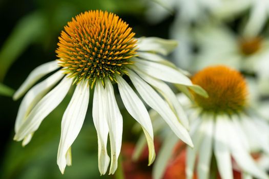 Coneflower (Echinacea purpurea), flowers of summer