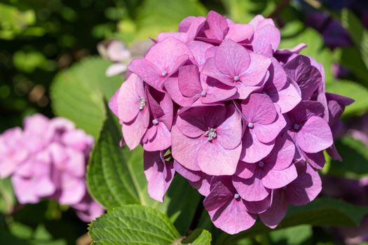 Penny mac (Hydrangea macrophylla), flowers of summer