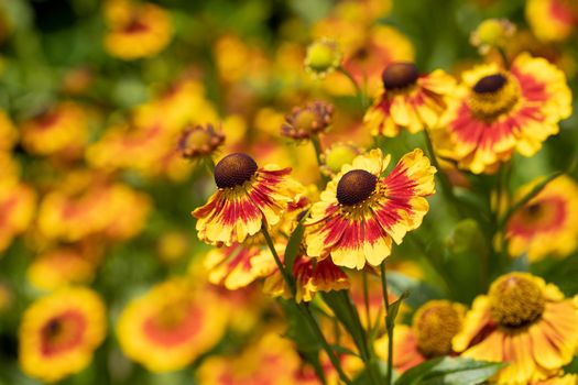 Helens Flower (Helenium), flowers of summertime