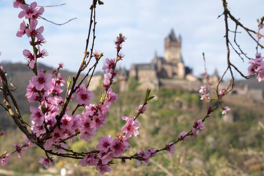 COCHEM, GERMANY - APRIL 3, 2022: Panoramic image of Cochem Castle with peach blossoms on April 3, 2022 in Germany