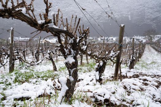 Vinyard at wintertime with snow, Moselle, Germany