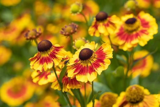 Helens Flower (Helenium), flowers of summertime