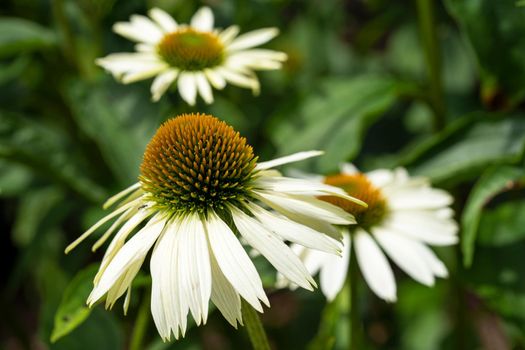 Coneflower (Echinacea purpurea), flowers of summer