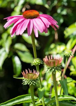 Coneflower (Echinacea purpurea), flowers of summer