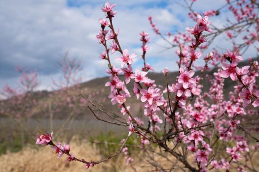 Blossom of vinyard peach tree, springtime in Moselle region, Germany
