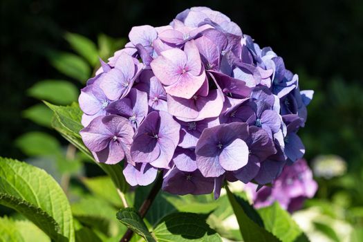 Penny mac (Hydrangea macrophylla), flowers of summer