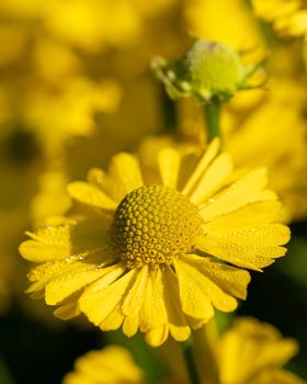 Helens Flower (Helenium), flowers of summertime