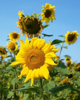 Sunflower (Helianthus annuus), close up of the flower head