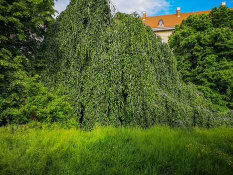 Huge willow full of long green branches and leaves