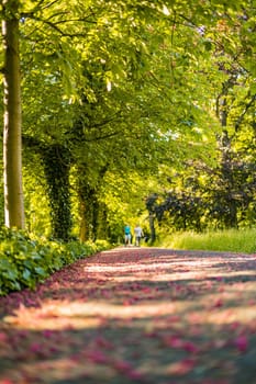 Long path in park full of purple fallen tiny leaves from high trees