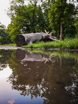 Reflection in puddle of old fallen trunk of tree