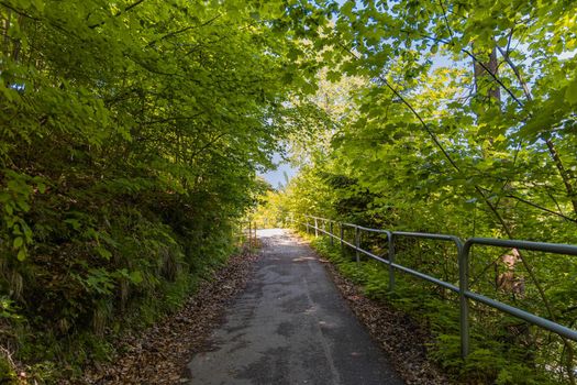 Long path in forest with metal railings around over precipice