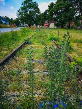 Small colorful bushes over old train rails