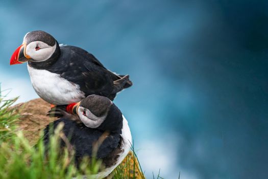 Atlantic puffin also know as common puffin is a species of seabird in the auk family. Iceland, Norway, Faroe Islands, Newfoundland and Labrador in Canada are known to be large colony of this puffin.