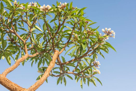 Close-up detail of a frangipani plumeria tree with flowers and  petals in garden against blue sky background