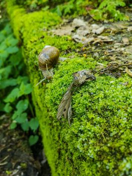 Small snail walking on the moss on old concrete stone