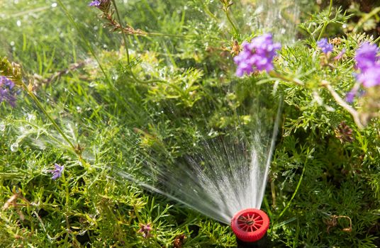 Closeup detail of garden sprinkler water spray in outdoor garden with flowers
