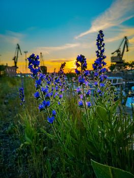 Beautiful tiny violet flowers on long stalk in front of beauty sunset