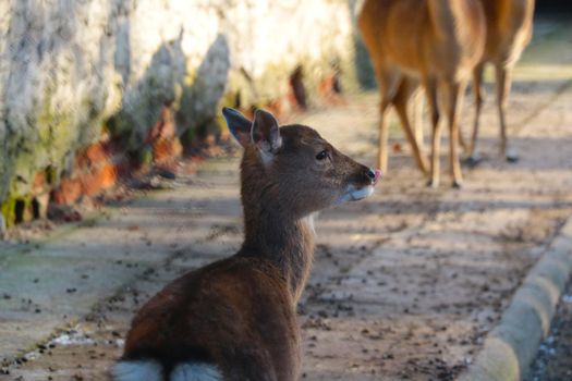 View of a small funny deer in the park