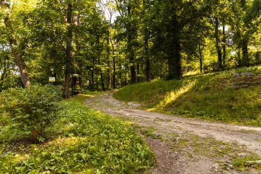 Long path with high old trees and bushes around in park