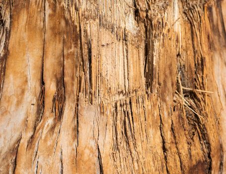 Closeup detail of bark on tree trunk abstract background wallpaper texture