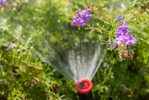 Closeup detail of garden sprinkler water spray in outdoor garden with flowers