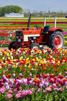 Field of tulips with old tractor near Keukenhof, The Netherlands