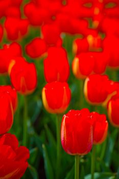 colorful tulips flowers field in springtime with low sun 