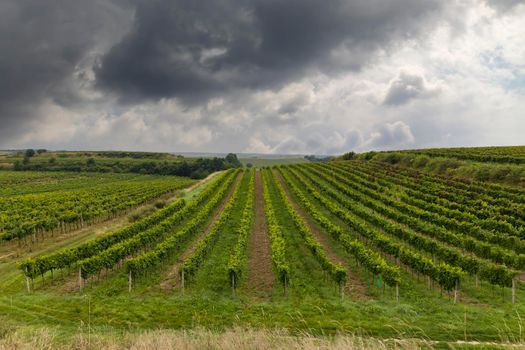 Spring vineyard near Cejkovice, Southern Moravia, Czech Republic