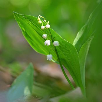 Spring green background with nature in the forest. Beautiful small white plant - flower - Lily of the valley. (Convallaria majalis)