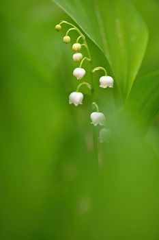 Spring green background with nature in the forest. Beautiful small white plant - flower - Lily of the valley. (Convallaria majalis)