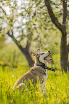 close-up portrait of a dog sitting in the grass