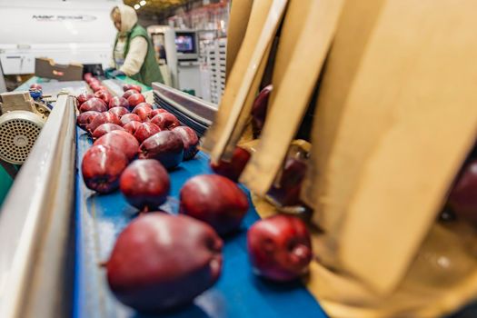 red apples on the packaging line of the enterprise