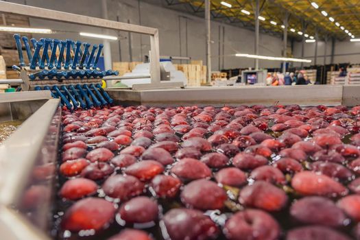 washing red apples in large quantities for further transfer to the packaging line, close-up