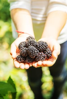 blackberry in the hands of a child on the background of nature. selective focus.food