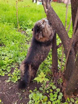 Cat Murchik crushes his claws on a tree trunk against the background of green grass.