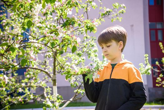 The boy at the apple blossom in the spring garden.